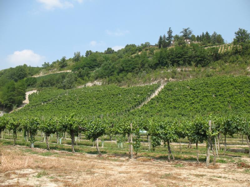 Vista di Loazzolo, Asti (14051)