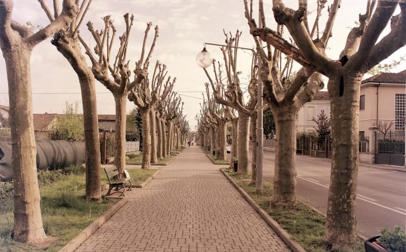Vista di Narzole, Cuneo (12068)